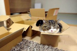 làm đồ chơi cho mèo bằng thùng carton